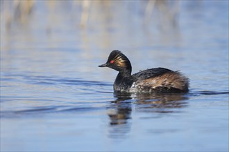 Black necked grebe (Podiceps nigricollis) adult bird in breeding plumage on a lake, Yorkshire,