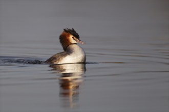 Great crested grebe (Podiceps cristatus) adult bird on a lake, Norfolk, England, United Kingdom,