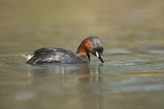 Little grebe (Tachybaptus ruficollis) adult bird on a lake, England, United Kingdom, Europe