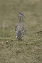 Eurasian curlew (Numenius arquata) adult bird calling on grassland, England, United Kingdom, Europe