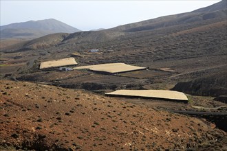 Plastic fleece enclosed spaces used for agriculture, near Cardon, Fuerteventura, Canary Islands,