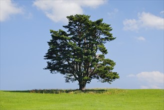 Old pine tree in Oberägeri, Canton Zug, Switzerland, Europe