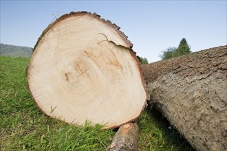 Freshly felled tree trunk of a large pine tree, Switzerland, Europe