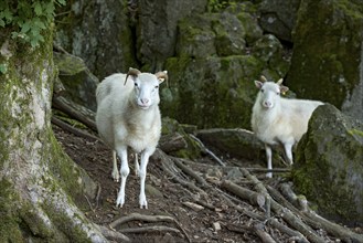 Sheep, white Domestic sheep (Ovis gmelini aries) with horn on volcanic basalt rocks, basanite,