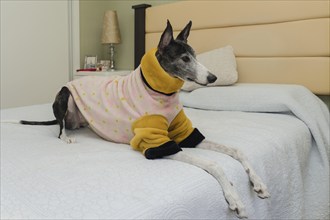 A greyhound dog with an orange and pink coat to keep her warm, sitting comfortably on her owner's