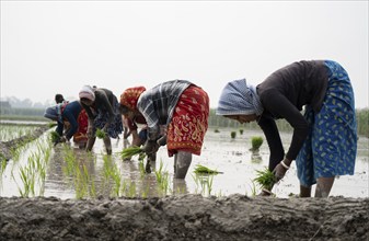 Morigaon, India. 20 February 2024. Women plant rice saplings in a paddy field on February 20, 2024