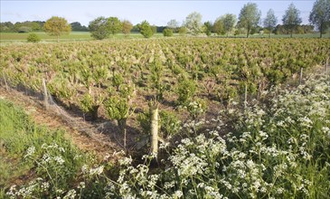 Set bed of cricket bat willow, Salix Alba Caerulea, which produces cuttings for new trees, near