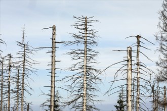 Dead spruce trees, due to infestation by bark beetles, Oderbrück, 19/07/2020