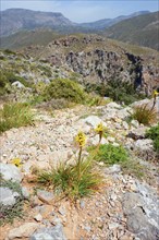 Yellow flowers in the foreground with a view of a mountainous landscape under a clear sky, Yellow