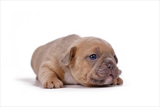 Red fawn colored French Bulldog dog puppy on white background