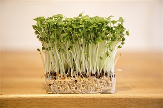 Close up of salad cress growing on wooden kitchen surface