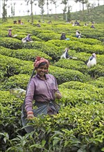 Indian tea picker on a tea plantation, Thekkady, Kerala, India, Asia