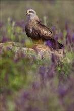 Black kite (Milvus migrans), flight photo, perch, Hides De Calera / Steppe Raptors, Nussloch,