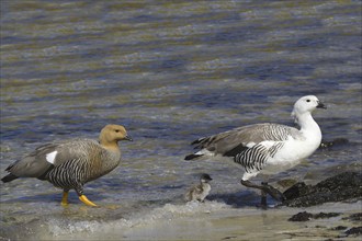 Magellanic Goose with juvenile on Carcass Island, Falkland, female is brown, male is white,