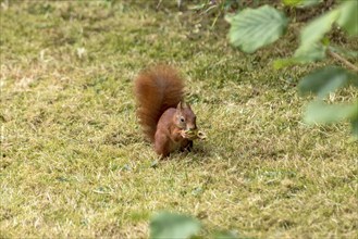 Eurasian squirrel (Sciurus vulgaris) eating a hazelnut, hazel (Corylus avellana), in a meadow under