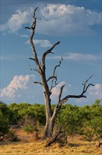 Dead tree, dead, drought, heat, climate change, drought, climate, climate change, panorama, nature,