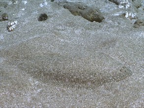 Sand tongue (Pegusa lascaris) camouflaged in the sandy seabed. Dive site El Cabron marine reserve,