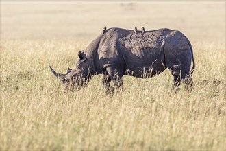 Black rhinoceros (Diceros bicornis) walking on a grass savanna with Yellow-billed oxpecker