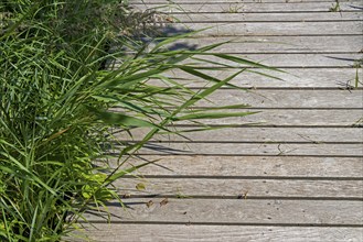 Circular hiking trail, detail, wooden footbridge, grass, Darßer Ort, Born a. Darß,