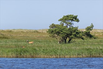 Pine, tree, reed grass, Libbertsee, hind, calf, circular hiking trail, nature reserve, Darßer Ort,