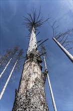 Dead spruce trees in the Arnsberg forest near Hirschberg, Soest district, which have died due to