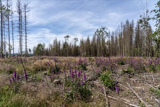 Cleared forest in the Eggegebirge, near Lichtenau, Paderborn district, site of a spruce forest that