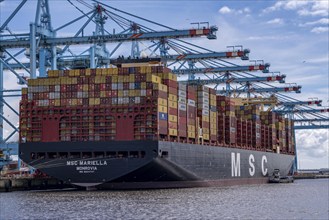 APM Container Terminal, MSC container freighter Mariella being loaded and unloaded, seaport of