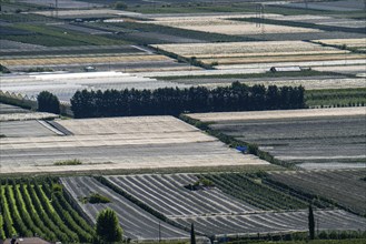 Apple-growing area and wine-growing, in the Adige Valley, South Tyrol, large areas under