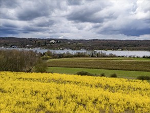 Flowering forsythia bushes, cultivation of a tree nursery, in Essen Fischlaken, in spring, March,