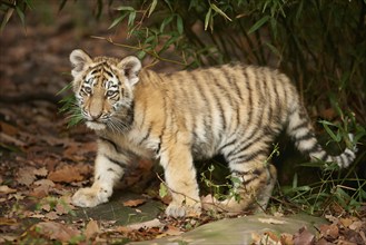 Close-up of a Siberian tiger (Panthera tigris altaica) cub in a forest, captive