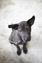 Domestic dog (Canis lupus familiaris) on a chain looking sadly into the camera, Gia Luan harbour,