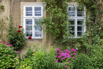 House wall with white windows, surrounded by lush vegetation and colourful flowers, including