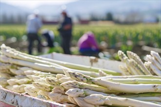 Box with white asparagus vegetables with blurry agricultural field with workers at harvest in