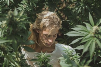 Teenager in a hemp field, surrounded by hemp leaves, cannabis, symbolic image, health risk, drug