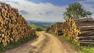 Forestry, timber industry, tree trunks stacked along a path, pile, AI generated, AI generated