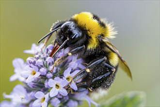 Bumblebee collecting pollen from violet flowers. KI generiert, generiert, AI generated