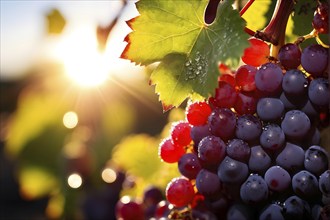 Harvest ready grape bunches with water droplets sparkling in the sunlight, AI generated