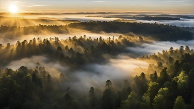 Aerial view of fog covered forest in summer with mystic golden sunlight, AI generated