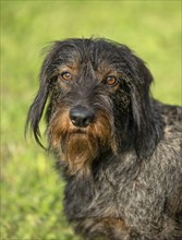 Rough-haired dachshund (Canis lupus familiaris) puppy, male, 3 years, animal portrait, meadow,