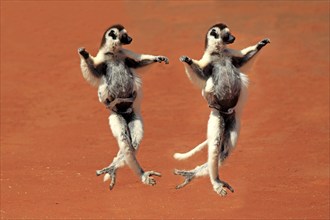 Verreaux's sifaka (Propithecus verreauxi), adult, female, with juvenile, two animals, jumping,