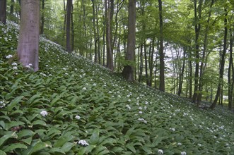 Ramson (Allium ursinum), North Rhine-Westphalia, Germany, Europe