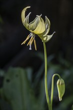 Dogtooth (Erythronium pagoda), Emsland, Lower Saxony, Germany, Europe