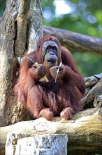 Bornean orangutan (Pongo pygmaeus), adult, female, tree, feeding, Borneo