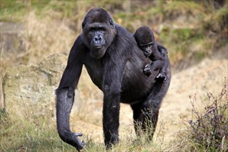 Western gorilla (Gorilla gorilla), adult, female, juvenile, on back, carrying