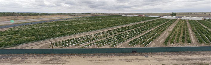 Avondale, Colorado, Cannabis growing at the Mammoth Farms facility (formerlly Los Suenos), near