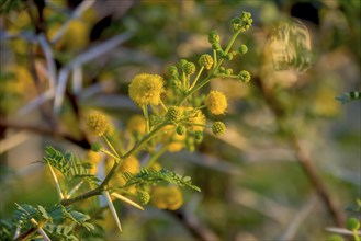 Camelthorn (Vachellia erioloba, syn.: Acacia erioloba E.Mey.), also known as camelthorn tree or