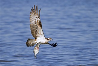 Western osprey (Pandion haliaetus) catching fish in its talons from water surface of lake in late