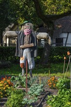 Humanoid scarecrow, bird scarer dressed in old clothes and placed in vegetable garden to deter,