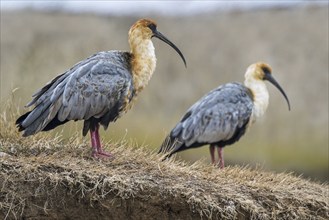 Two black-faced (Theristicus melanopis) ibises native to South America