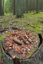 Stripped scales and partially eaten cones of Norway spruce, European spruce on tree stump, leftover